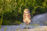 Owl Staring