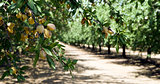 Almond Orchard