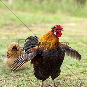 Male Cockerel rooster on guard with hen
