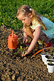 Little girl planting tomato seedlings