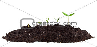 Young seedlings growing in soil heap