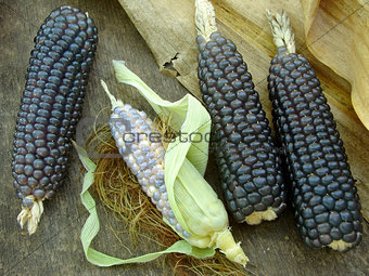 mini blue corn
