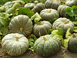 pumpkins harvest