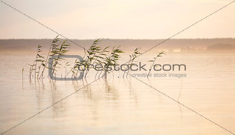 river landscape with reed and mist