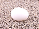 White egg on gravel