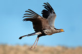 Secretary bird in flight