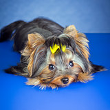 Young Dog Yorkshire Terrier lying