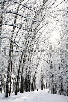 Sunny snow path in the winter forest