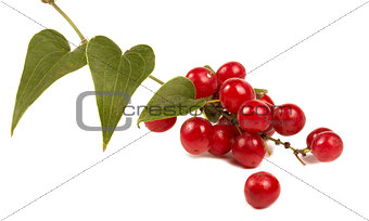 Red berries  isolated on white