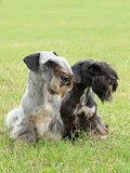 Two Czech Terriers