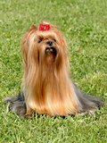 The yorkshire terrier