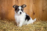 Papillon puppy sitting on a straw
