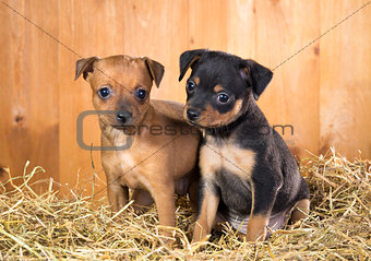 Two Russian Toy Terrier puppies