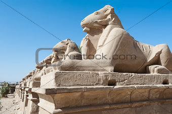 Ram sphinxes at Karnak temple