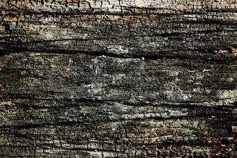 Burnt wood texture