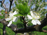 Twin sour cherry flowers