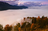 fog over forest in mountains