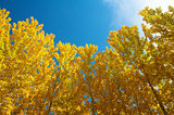 View of Fall Aspen Trees 