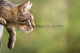 Bengal Cat Hunting