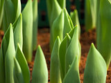 Young shoot of tulip