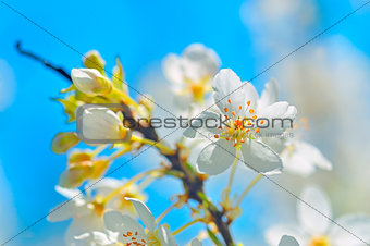 blossoming tree brunch with white flowers