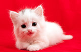 cat on red background
