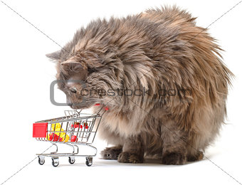 Cat with Shopping Cart