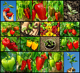 peppers collection