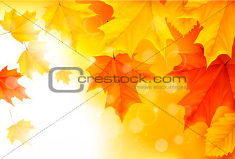 Autumn background with leaves Back to school Vector illustrat