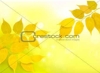 Nature background with autumn yellow leaves . Vector
