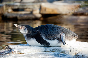 A Humboldt Penguin