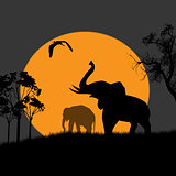 Silhouette view of elephants at night