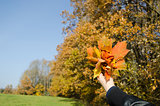 hand hold bunch orange leaves autumn forest trees 