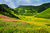 High tatras mountain green meadow with wild flowers