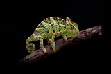 yemen chameleon