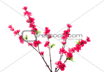 Cherry blossom isolated in white
