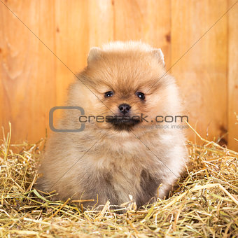Pomeranian puppy on a straw