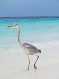 Pelican is walking on a Caribbean sea shore