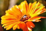 Bee on an orange flower