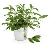 Sage Herb Plant