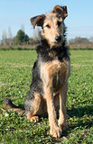 airedale terrier 