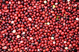 Cranberries being harvested