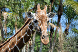 Close up of a reticulated giraffe