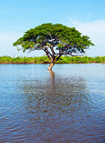 Lone tree in the water