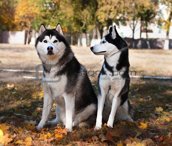 Husky dog pedigrees