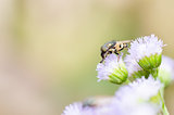 Hoverfly in the nature
