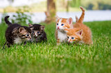 Four little kittens playing in garden together