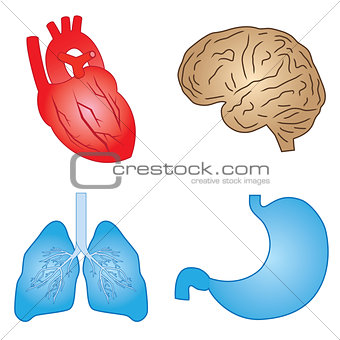 Human organs.