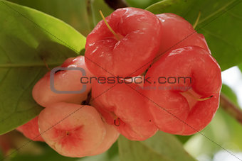 rose apple on tree