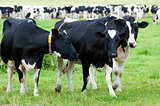 herd of cows on the pasture